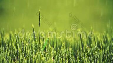 大雨过了田野。 年轻的绿色小麦胚芽。 雨过田野。 美丽的大自然。 美丽的风景